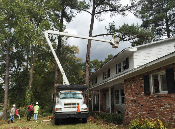 How Our Tree Care Process Works  in  Tower Lakes, IL