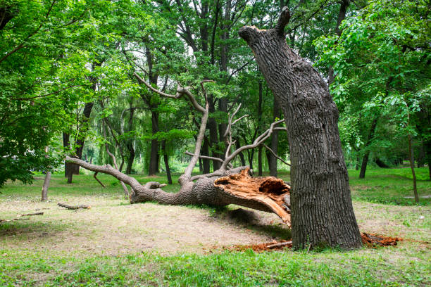 Best Tree Trimming and Pruning  in Tower Lakes, IL