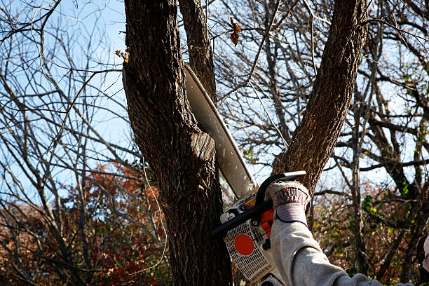 Lawn Edging in Tower Lakes, IL